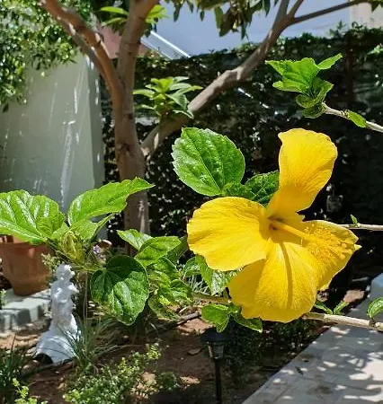 Aeropis Villa, Chania 度假居