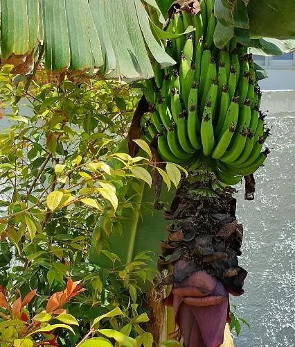 Aeropis Villa, Chania