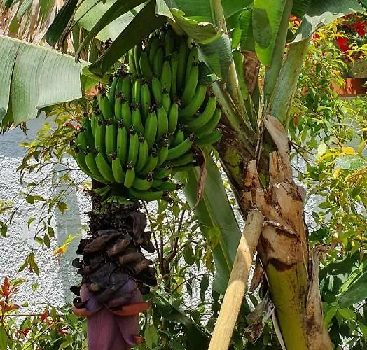 Aeropis Villa, Chania בית נופש חאניה